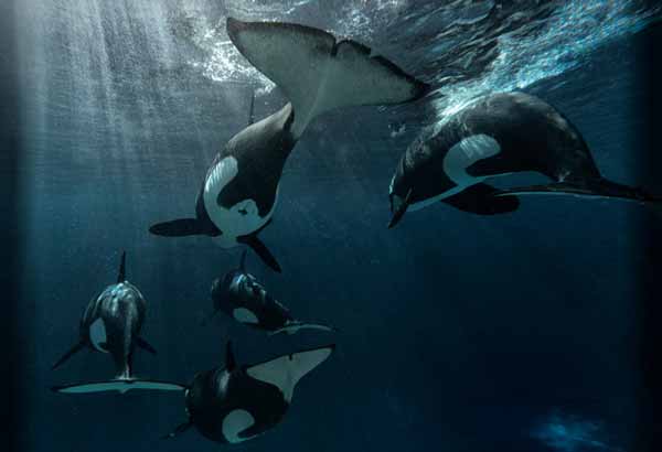 Fakta Unik Orca 10 Hal Menakjubkan tentang Paus Pembunuh