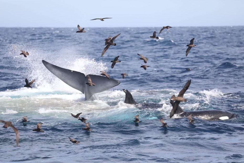 Mengapa Orca Disebut “Killer Whale”? Asal Usul Nama, Taktik Berburu & Fakta