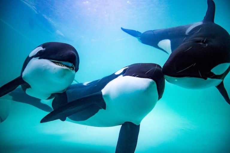 Mengungkap Misteri Suara Orca di Laut Komunikasi, Fungsi & Teknologi Pemantauan