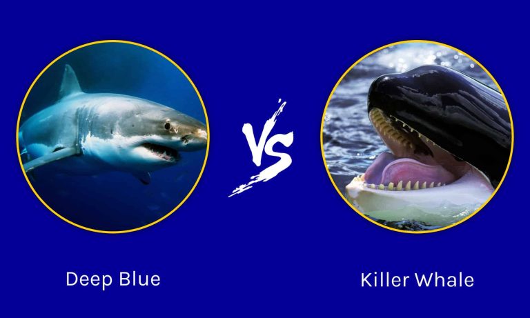 Menyambut Duel Laut Besar