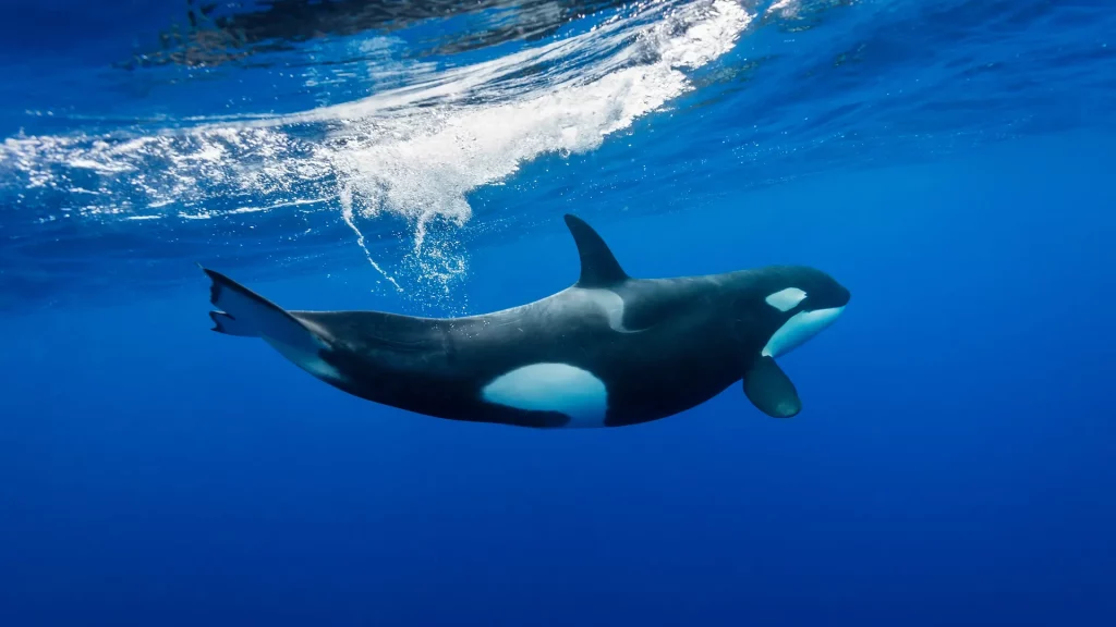 Seberapa Panjang Ekor Orca? Fakta Menarik Ukuran & Fungsi Ekor Orca