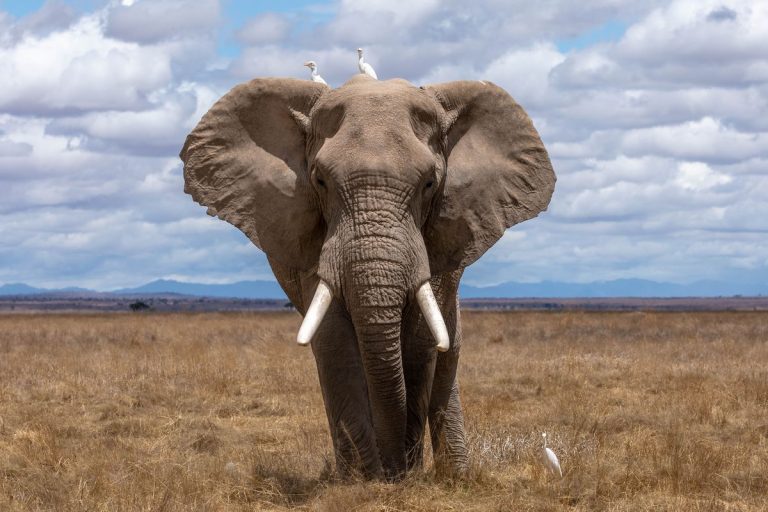 Pemimpin yang Lembut Belajar Kepemimpinan dari Gajah Betina