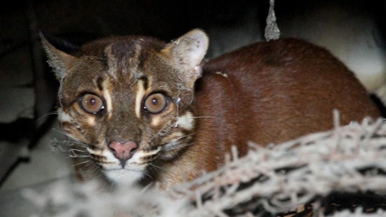 Kucing Emas dan Manusia Antara Mitos, Konflik, dan Konservasi