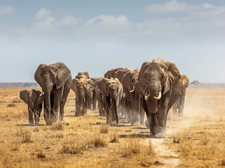 Ancaman di Dunia Modern Konflik antara Gajah dan Manusia