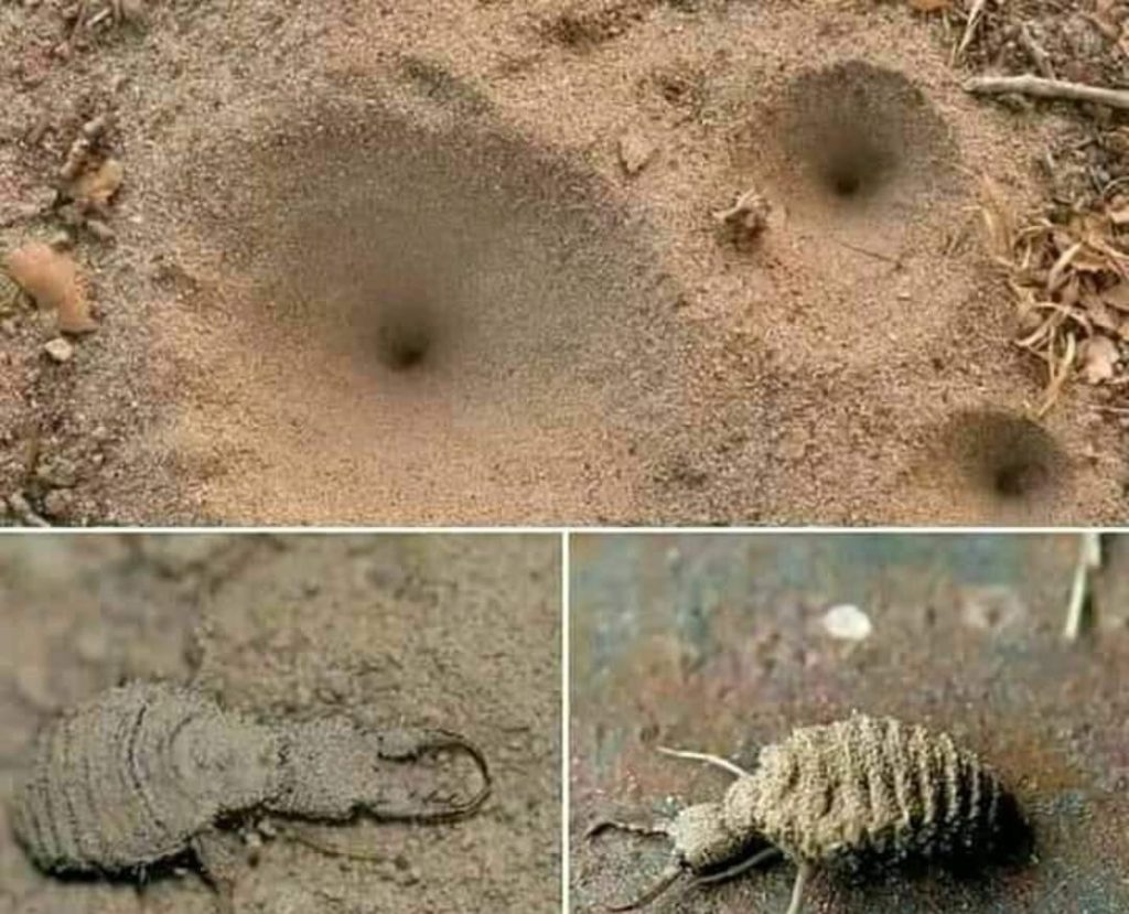 Misteri Lubang Pasir Perangkap Ala Undur-Undur yang Gak Pernah Gagal