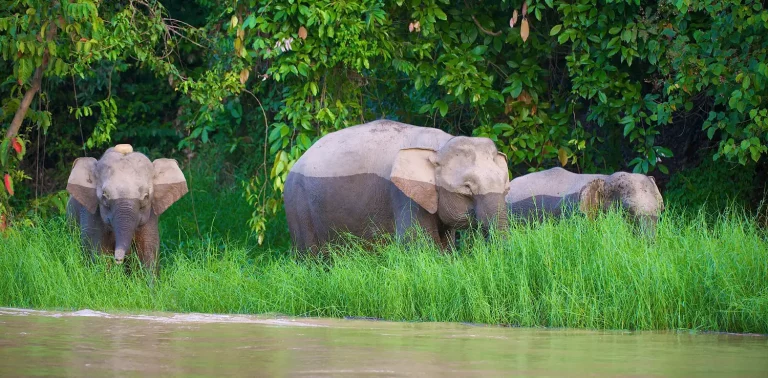 Gajah dan Manusia Sahabat, Simbol, dan Spiritualitas