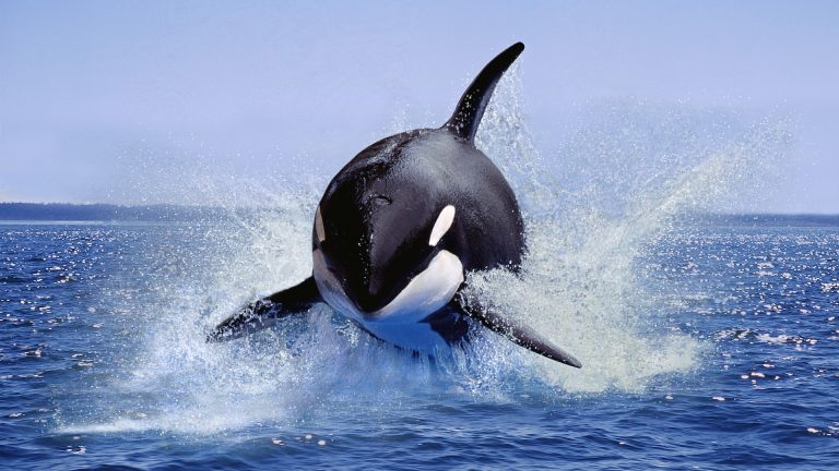 Cara Hebat Orca Berburu Anjing Laut Taktik Pintar & Studi Kasus