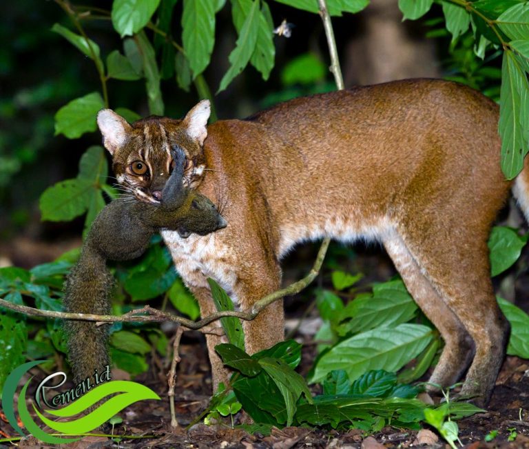 Habitat dan Jejak Langkah Kucing Emas di Asia Tenggara