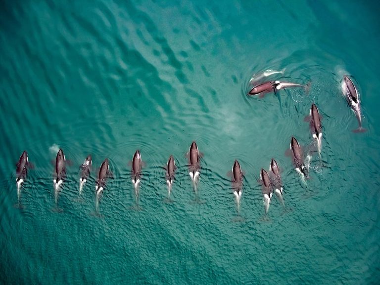 Struktur Sosial Pod Orca Bagaimana Kelompok Paus Pembunuh Terorganisasi