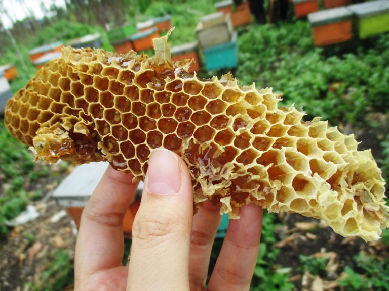 Dari Sarang ke Cuan Bisnis Madu dan Produk Lebah