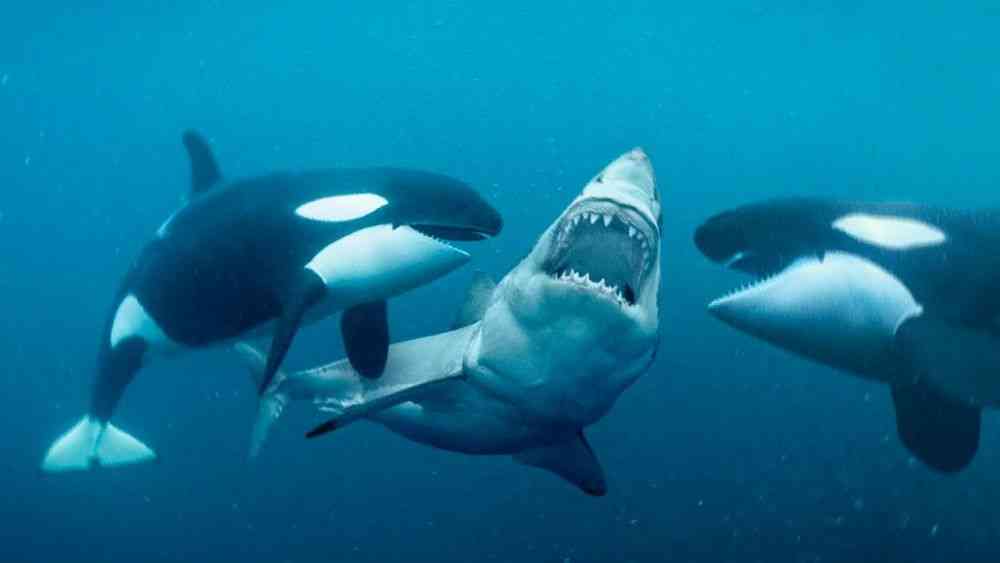 Kenapa Orca Memburu Hiu? Fakta, Strategi, dan Misterinya