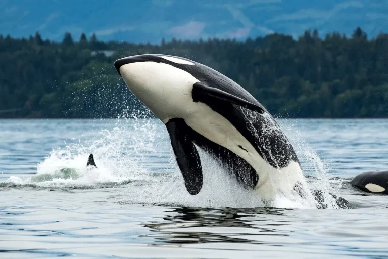 Ancaman Terhadap Populasi Orca Fakta, Dampak & Upaya Pelestarian