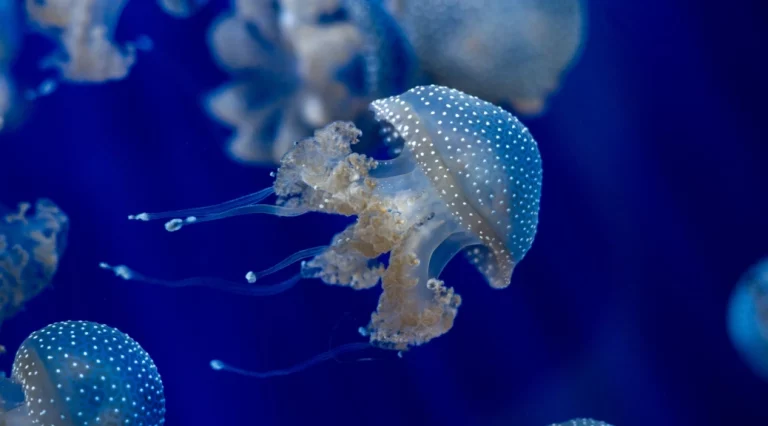 Metamorfosis Ubur-Ubur Dari Polip Diam Jadi Medusa Penari