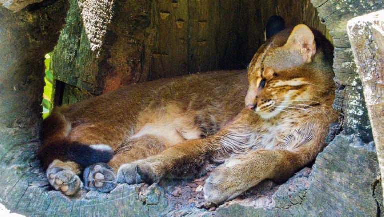 Makanan dan Cara Berburu Kucing Emas Diam, Tapi Mematikan
