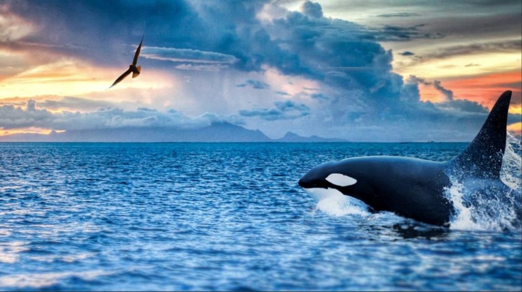 Orcinus orca di Laut Tropis Adaptasi & Cerita Seru
