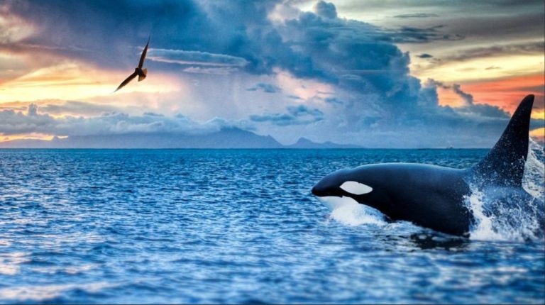 Orcinus orca di Laut Tropis Adaptasi & Cerita Seru