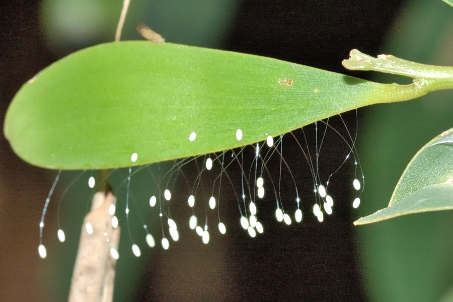 Transformasi Undur-Undur Dari Larva Tukang Gali Jadi Serangga Bersayap Kece