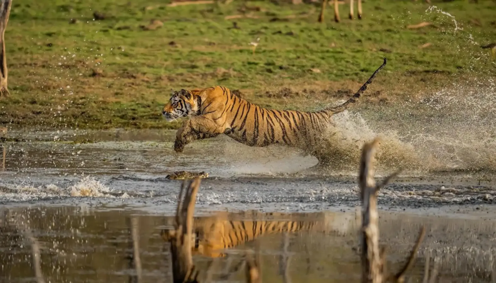 Strategi Berburu Harimau Sumatra di Habitat Asli