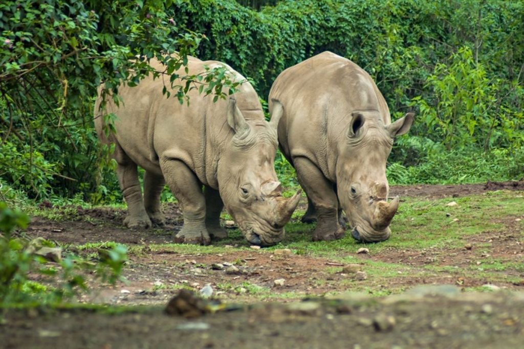 Perilaku Tertutup Badak Jawa di Habitat Alaminya
