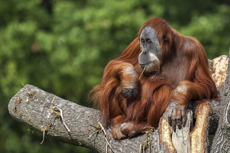 Mengungkap Alasan Orangutan Disebut Primata Paling Cerdas
