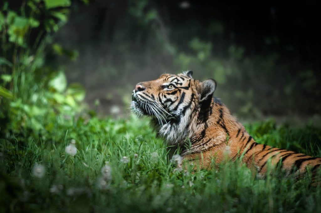Konflik Harimau Sumatra dan Manusia yang Muncul di Sekitar Habitat