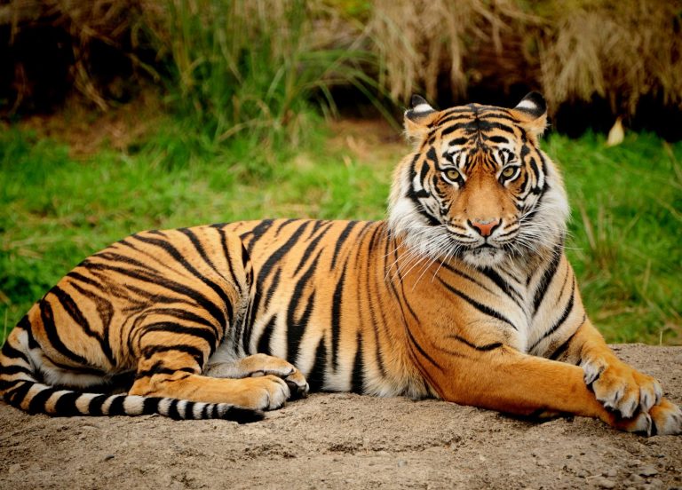 Kehidupan Harimau Sumatra sebagai Predator Puncak