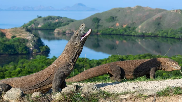 Habitat Asli Komodo di Alam Indonesia