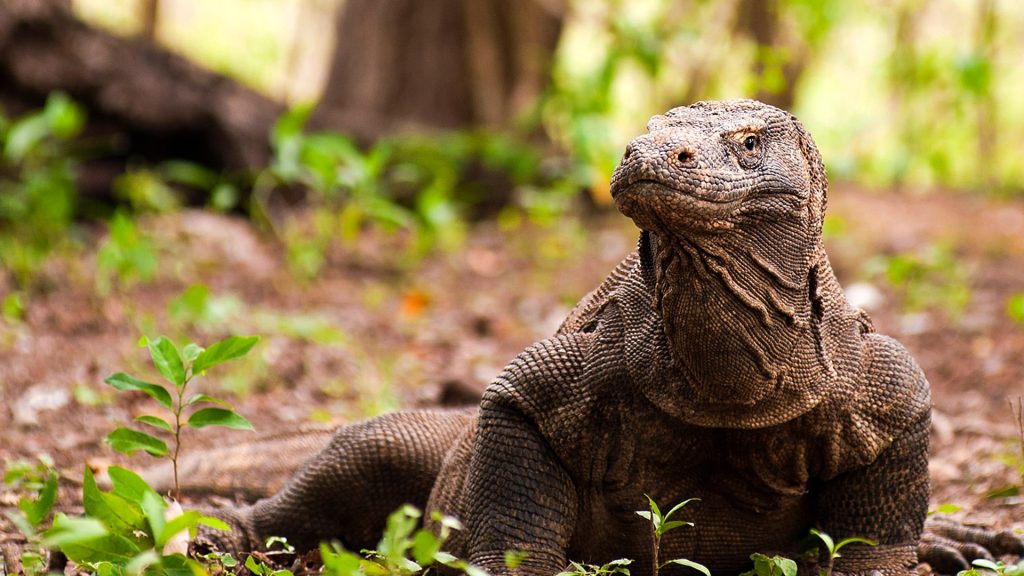 Komodo Raja Reptil Nusantara yang Diakui Dunia