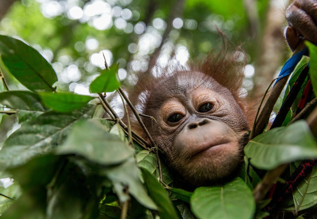 Filosofi Kesabaran Orangutan dalam Menjalani Kehidupan Alami