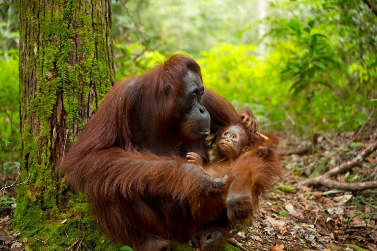 Ikatan Tak Terpisahkan: Hubungan Induk dan Anak Orangutan di Hutan
