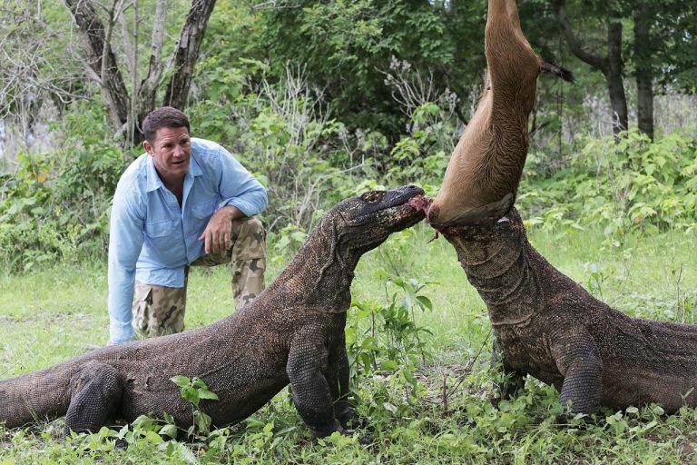 Komodo vs Manusia: Pertemuan Dua Penguasa Alam