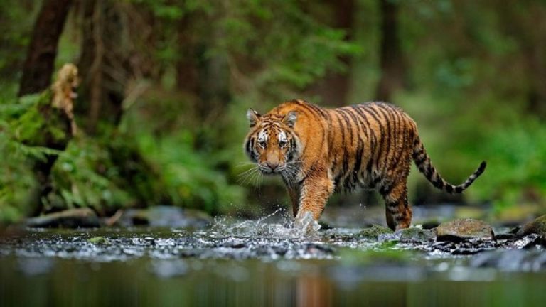 Wilayah Teritorial Harimau Sumatra di Alam Liar