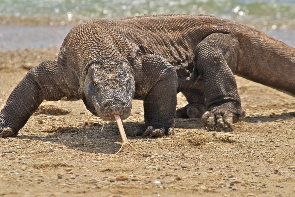 Racun dan Air Liur Komodo yang Mematikan