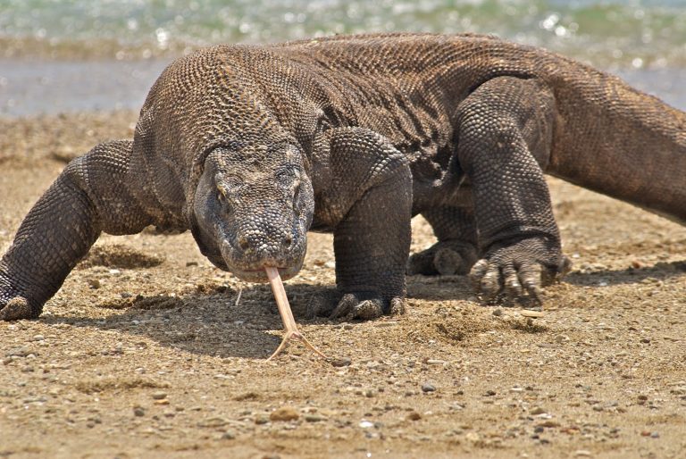Racun dan Air Liur Komodo yang Mematikan