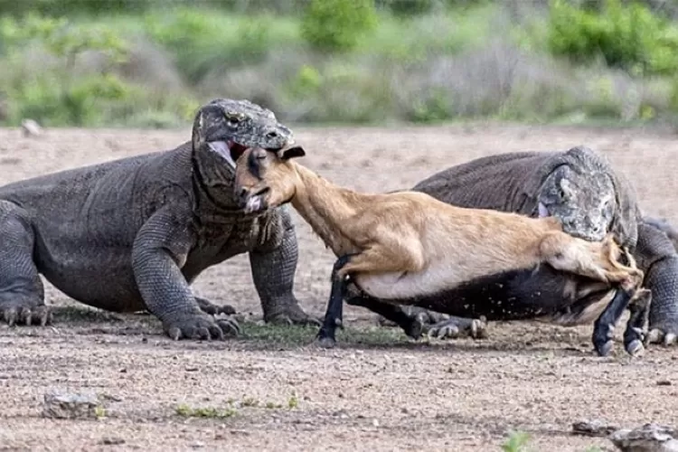 Pelajaran Survival Komodo: Rahasia Bertahan Hidup Sang Predator