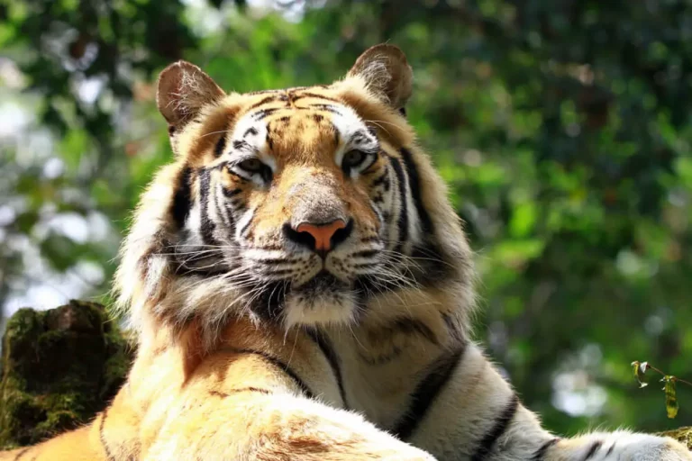 Filosofi Raja Hutan Harimau Sumatra dan Kekuasaannya di Alam