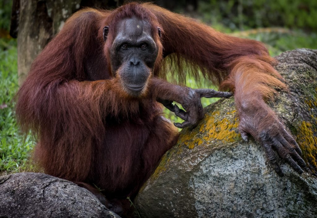 Kehidupan Soliter Orangutan dan Pola Hidupnya di Alam Liar