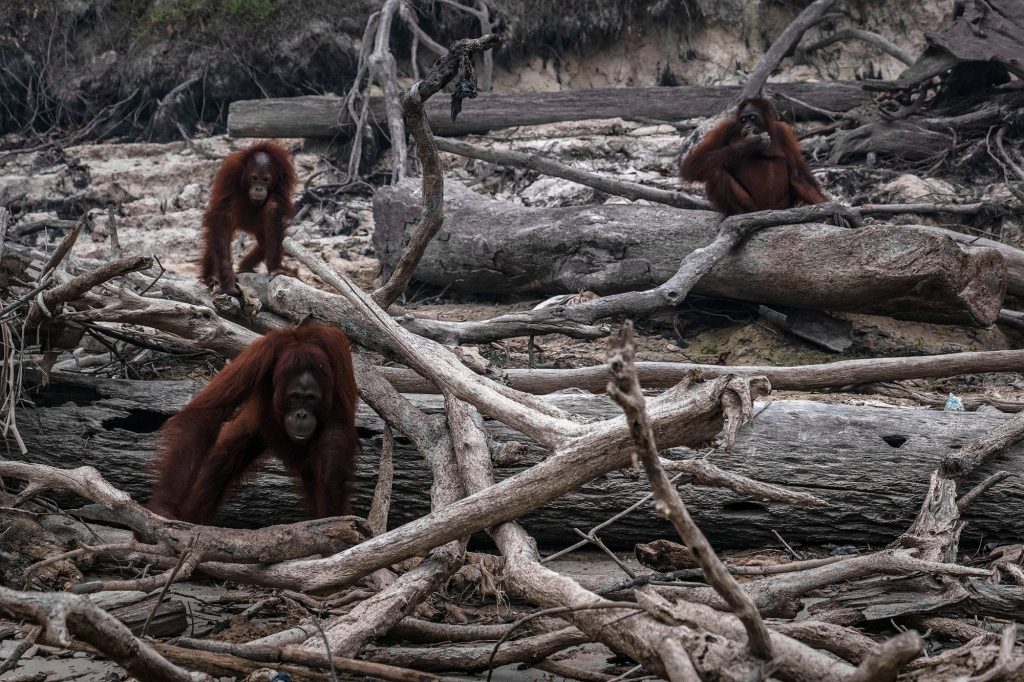 Ancaman Deforestasi yang Terus Menggerus Habitat Orangutan