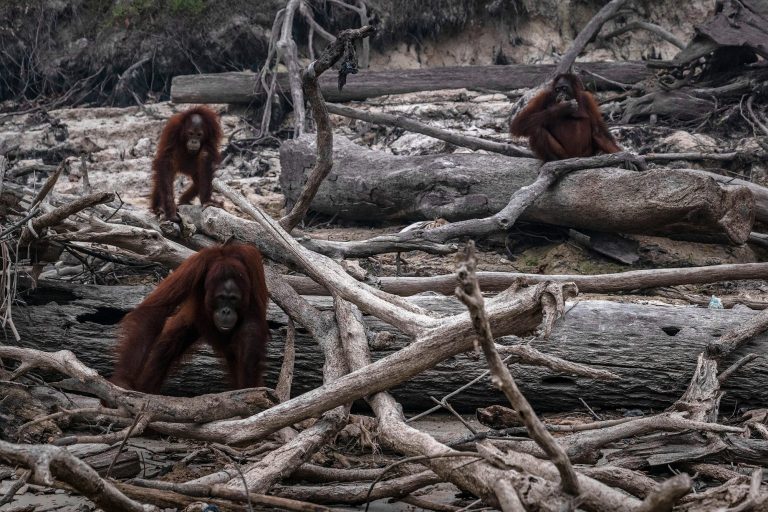 Ancaman Deforestasi yang Terus Menggerus Habitat Orangutan