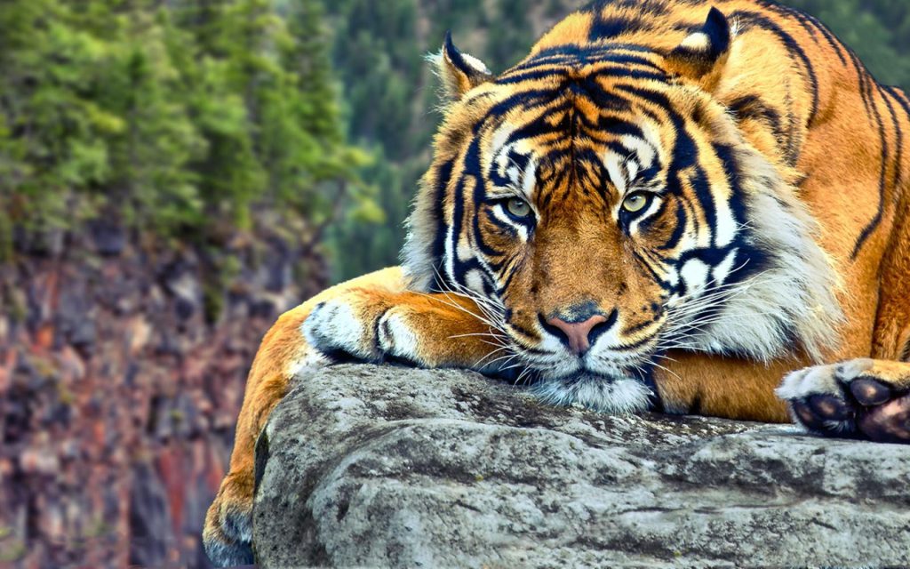 Insting dan Kecerdasan Harimau Sumatra di Alam Liar
