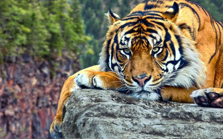 Insting dan Kecerdasan Harimau Sumatra di Alam Liar