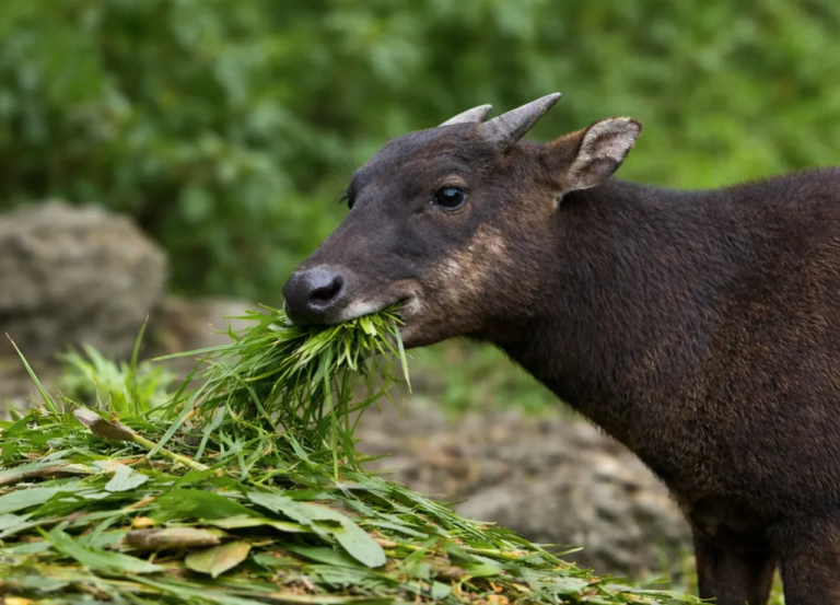 Pola Makan Anoa Sulawesi di Habitat Alami