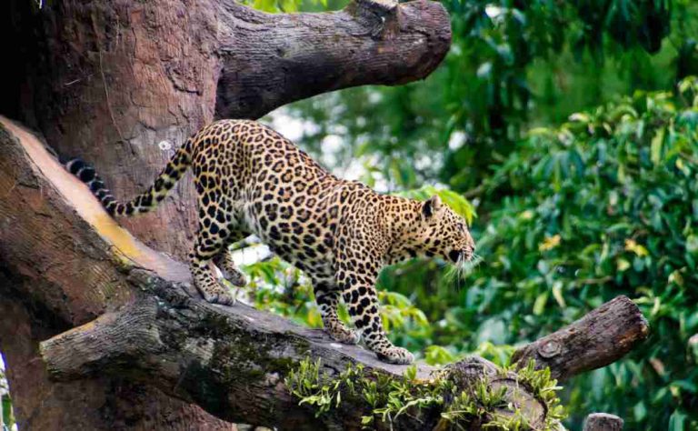 Macan Tutul Jawa Predator Misterius yang Menguasai Sunyi Hutan Tropis