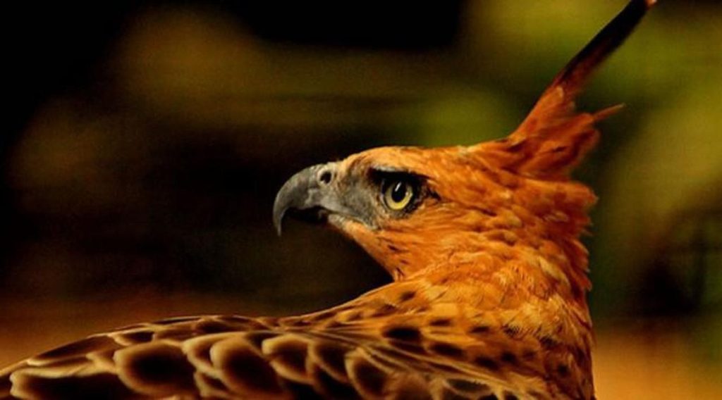 Penglihatan Super Tajam Elang Jawa sebagai Kemampuan Utama dalam Kehidupan Alaminya