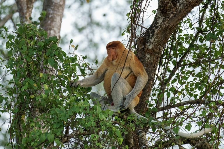 Habitat Mangrove Bekantan Ekosistem Pesisir yang Menjadi Rumah Alami Primata Hidung Panjang