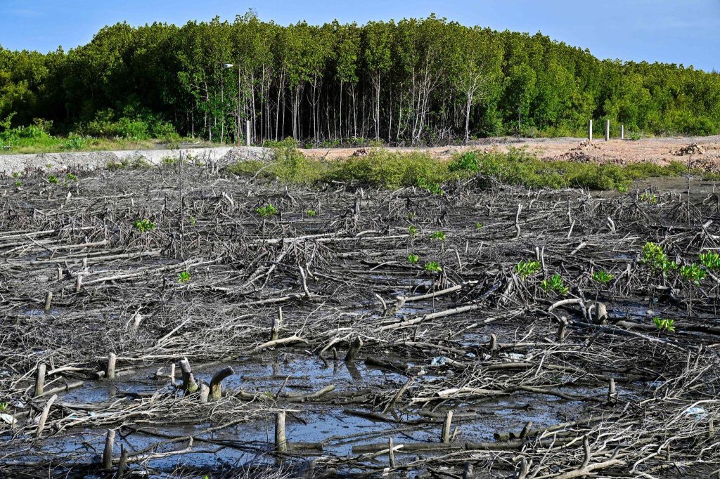 Ancaman Lingkungan Bekantan Tekanan Ekologis yang Mengancam Kelangsungan Primata Endemik Kalimantan