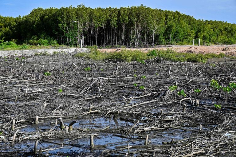 Ancaman Lingkungan Bekantan Tekanan Ekologis yang Mengancam Kelangsungan Primata Endemik Kalimantan