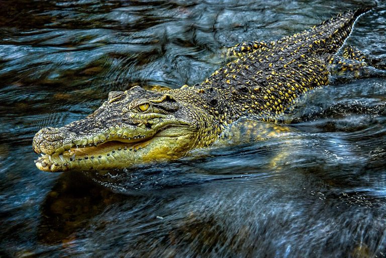 Buaya Muara Reptil Purba yang Bertahan dari Zaman ke Zaman