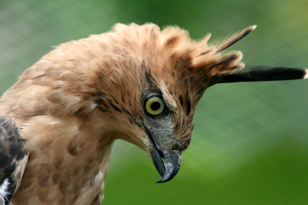 Elang Jawa Burung Nasional Indonesia sebagai Simbol Identitas dan Kebanggaan Bangsa