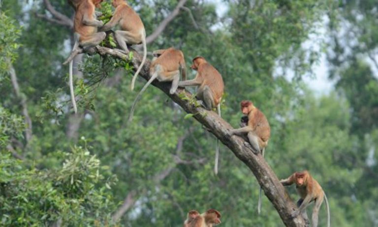 Bekantan Monyet Hidung Panjang Primata Unik Kalimantan dengan Pesona yang Tak Tertukar
